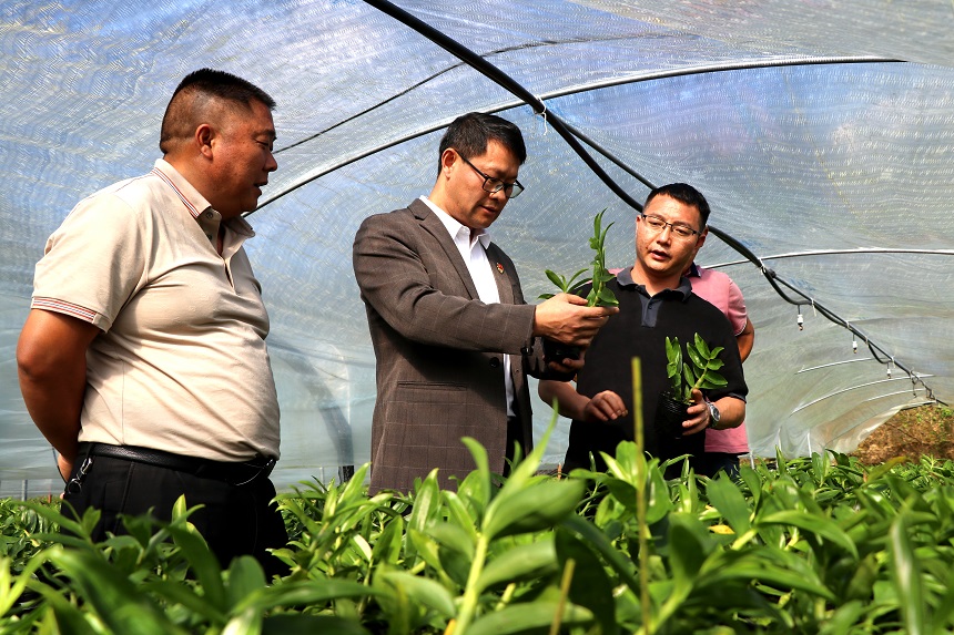 龙陵县委常委、副县长葛季坤（左二）正在基地查看石斛花卉的长势.JPG