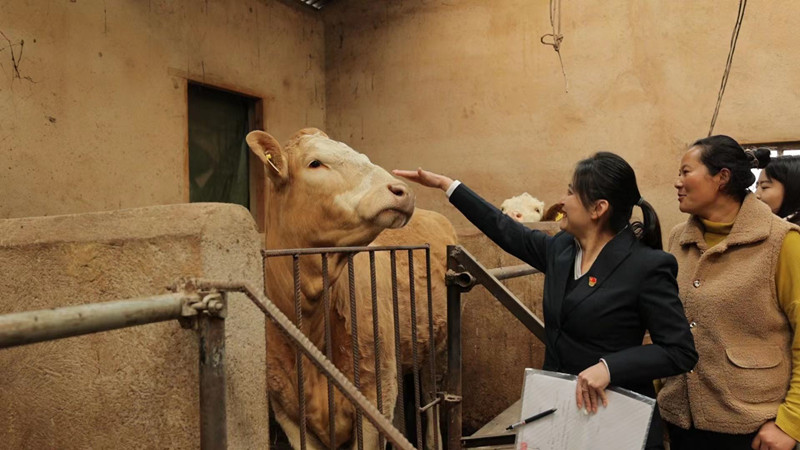 精准扶持农户发展肉牛产业